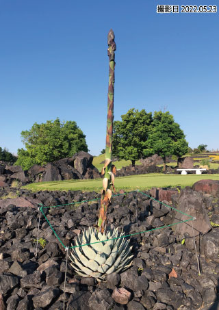 更新 アガベ リュウゼツラン の花 ニュース 吉井カントリークラブ